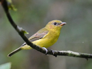 Bornean Whistler