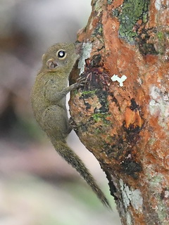 Bornean Pygmy Squirrel