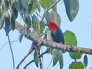 Bornean Bristlehead