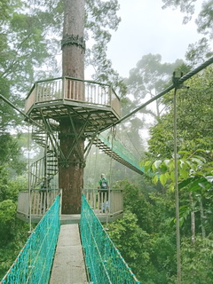 Canopy Walkway