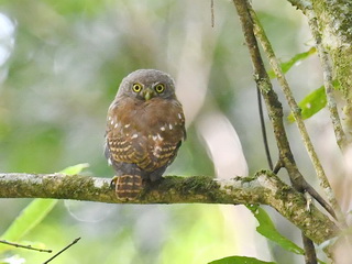 Collareed Owlet