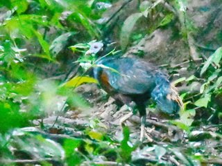 Bornean Crested Fireback