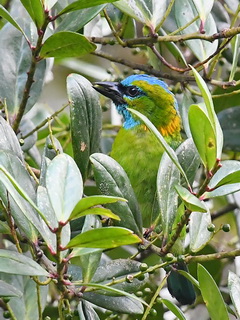 Golden-naped Barbet