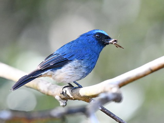 Indigo Flycatcher