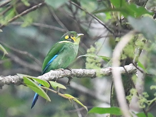 Long-tailed Broadbill