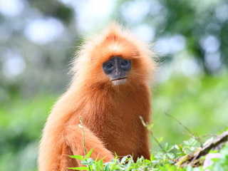 Maroon Langur