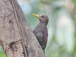 Maroon
              Woodpecker