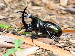 Moellenkampi Beetle