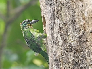 Mountain Barbet