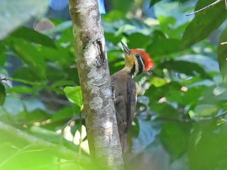 Olive-backed Woodpecker