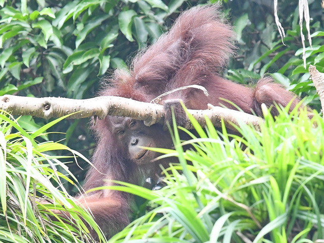 Orang-utan