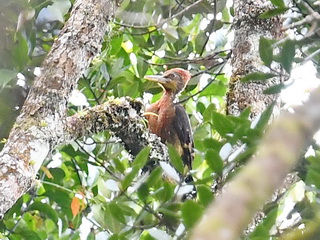 Orange-backed Woodpecker