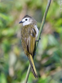 Pale-faced Bulbul