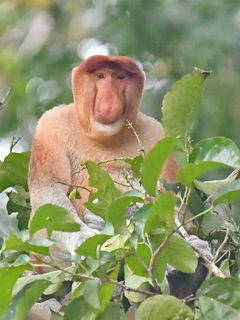 Proboscis Monkey