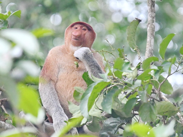 Proboscis Monkey