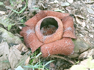 Rafflesia Rafflesia