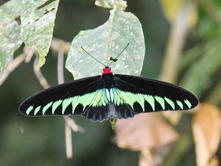 Rajah Brookes' Birdwing