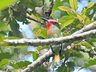 Red-bearded Bee-eater