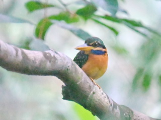 Rufous-collared Kingfisher