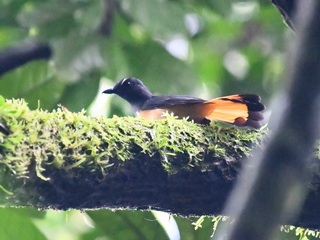 Rufous-tailed Shama