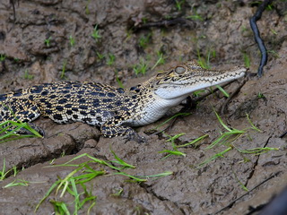 Salt Water Crocodile