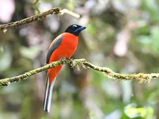 Scarlet-rumped Trogon