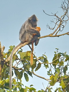 Silvered Langur