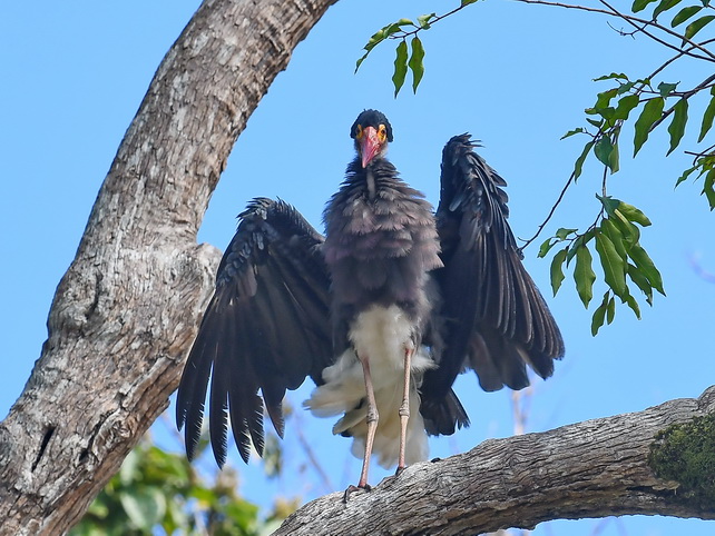 Storm's Stork