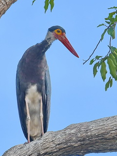 Storm's Stork