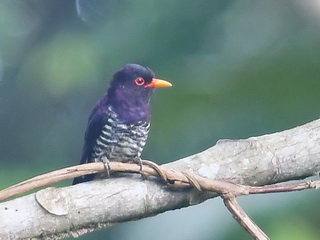 Violet Cuckoo