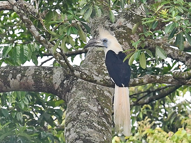 White-crowned Hornbill