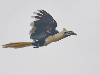 White-crowned Hornbill