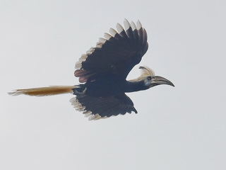 White-crowned Hornbill