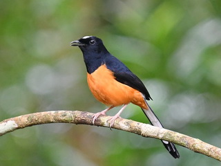White-crowned Shama