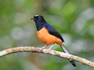 White-crowned Shama