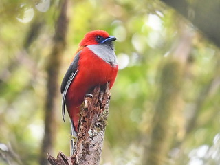 Whitehead's Trogon