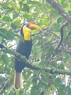 Wrinkled Hornbill