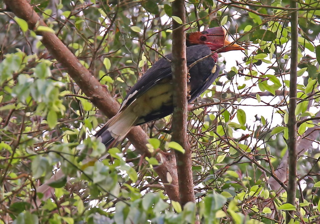 Helmeted Hornbill on Borneo