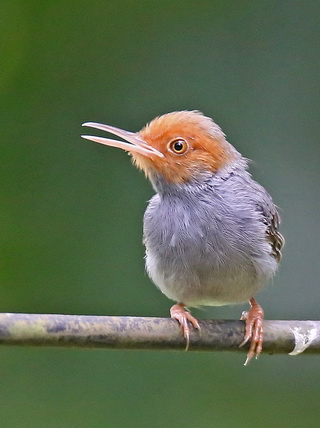 Ashy Tailorbird at Sepilok