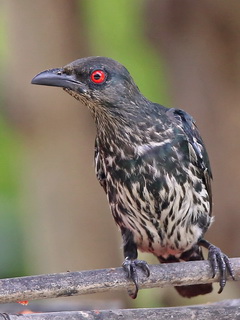 Asian Glossy Starling