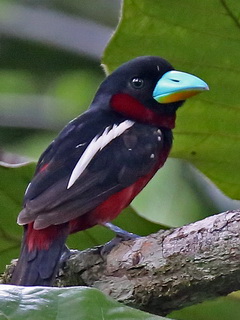 Broadbill seen on a Borneo birding trip