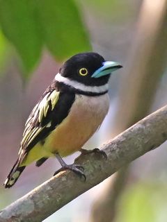 Black-and-Yellow Broadbill at Sepilok