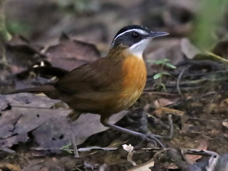 Black-capped Babbler