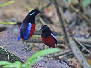 Pair Black-headed Pitta