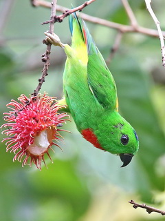 Blue-crowned hanging-Parrot in the wild