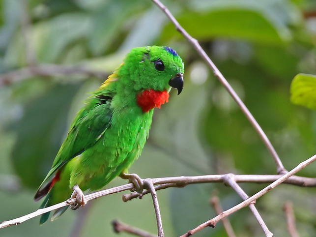 Hanging-Parrot at Sepilok Nature Resort