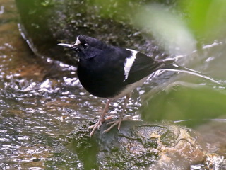 Bornean Forktail at Kinabalu National Park