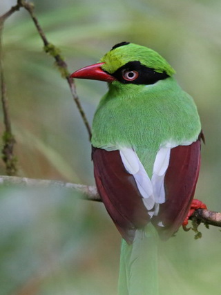 Bornean Green Magpie on Mt Kinabalu