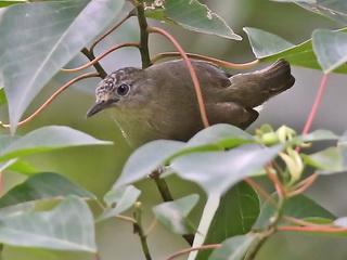 Bornean Ibon