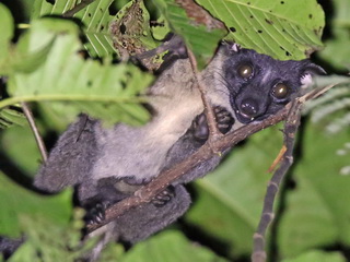 Bornean Striped Palm Civet